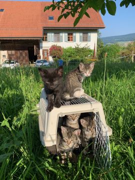 20 Katzenbabys beim ersten Ausgang, 2 Monate alt - premiere sortie des chatons.jpg